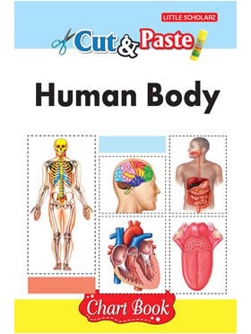 Little Scholarz Cut & Paste - Human Body